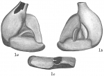 Flintina triquetra
