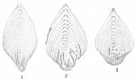 Frondicularia philippinensis