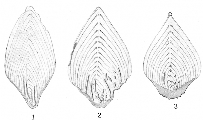 Frondicularia philippinensis Frondicularia philippinensis