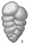 Gaudryina bradyi