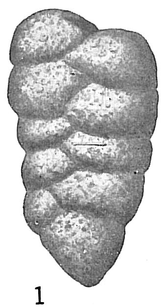 Gaudryina flintii Gaudryina flintii