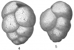 Gaudryina pauperata