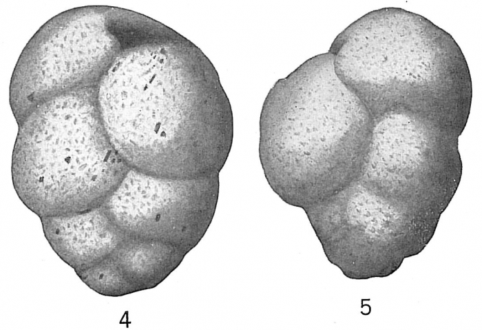 Gaudryina pauperata Gaudryina pauperata