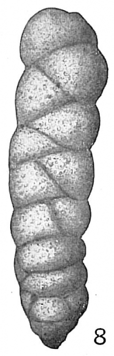 Gaudryina pseudofiliformis Gaudryina pseudofiliformis