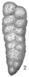 Gaudryina quadrangularis