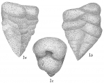 Gaudryina robusta