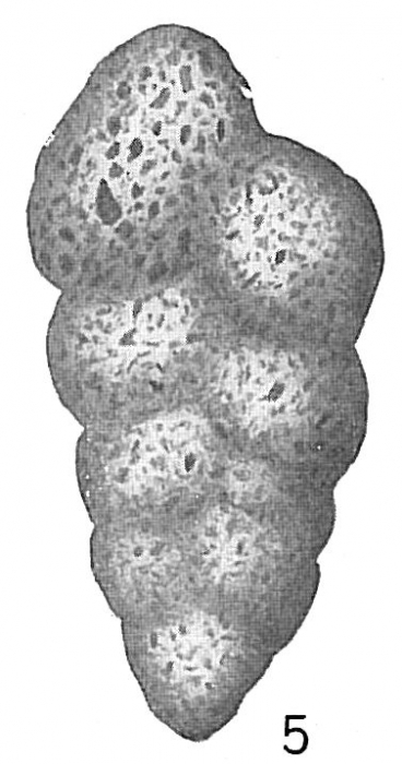 Gaudryina scabra Gaudryina scabra