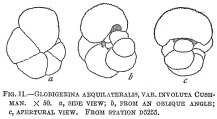 Globigerina aequilateralis involuta, author: Cedhagen, Tomas