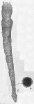 Halyphysema catenulata