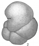 Chromista - Foraminifera (foraminifers)