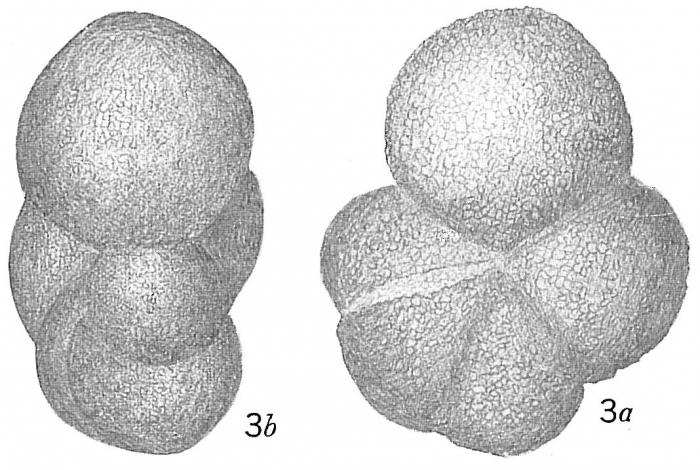 Haplophragmoides sphaeriloculum Haplophragmoides sphaeriloculum