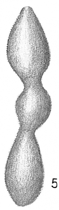 Hormosina carpenteri Hormosina carpenteri