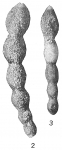 Hormosina ovaliformis