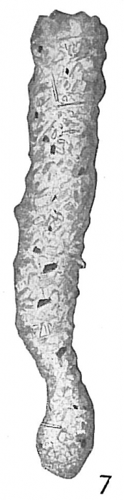 Jaculella acuta Jaculella acuta