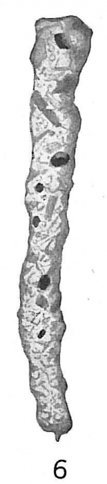 Jaculella obtusa Jaculella obtusa