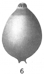 Lagena apiculata
