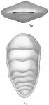 Lingulina grandis