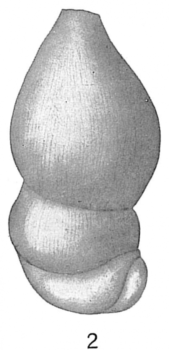 Marginulina striatula