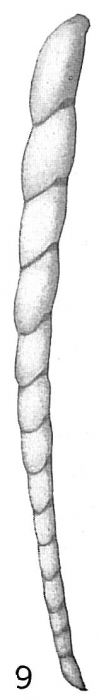 Nodosaria filiformis Nodosaria filiformis