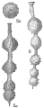 Nodosaria hirsuta, author: Cedhagen, Tomas