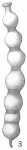 Nodosaria insecta