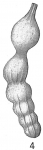 Nodosaria laevicostata