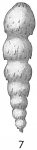 Nodosaria lepidula hispidula