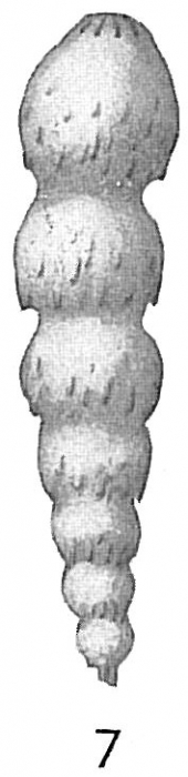 Nodosaria lepidula hispidula Nodosaria lepidula hispidula