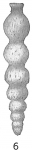 Nodosaria lepidula