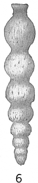 Nodosaria lepidula Nodosaria lepidula