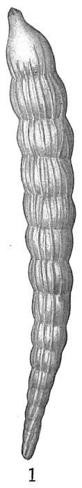 Nodosaria obliqua Nodosaria obliqua