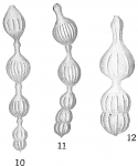 Nodosaria pauciloculata