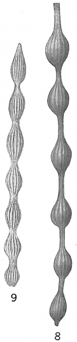 Nodosaria pyrula longicostata Nodosaria pyrula longicostata