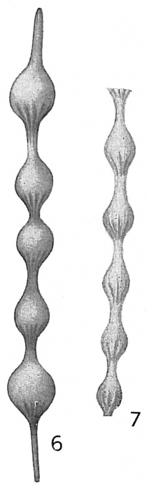 Nodosaria pyrula var. semirugosa Nodosaria pyrula var. semirugosa