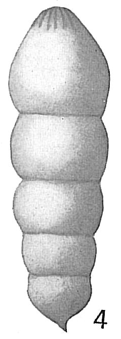 Nodosaria radicula Nodosaria radicula
