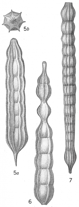Nodosaria raphanus Nodosaria raphanus