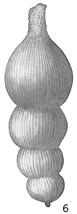 Nodosaria scalaris Nodosaria scalaris