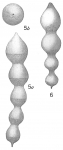 Nodosaria soluta