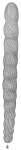 Nodosaria spirostriolata
