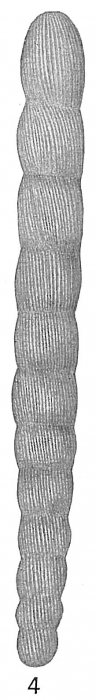 Nodosaria spirostriolata Nodosaria spirostriolata