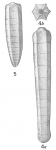 Nodosaria subpolygona