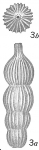 Nodosaria subscalaris paucicostata