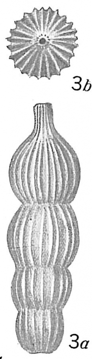 Nodosaria subscalaris paucicostata Nodosaria subscalaris paucicostata