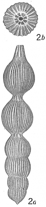 Nodosaria subscalaris Nodosaria subscalaris