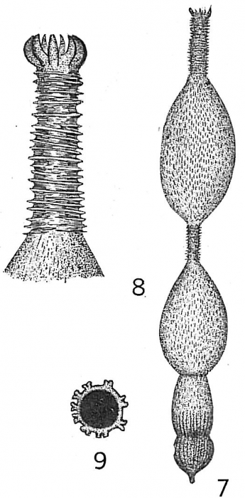 Nodosaria substriata Nodosaria substriata