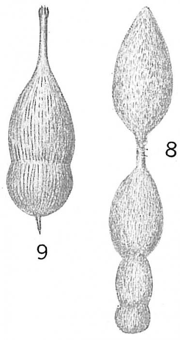 Nodosaria substriatula Nodosaria substriatula