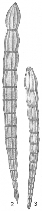 Nodosaria vertebralis Nodosaria vertebralis