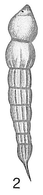 Nodosaria vertebralis Nodosaria vertebralis