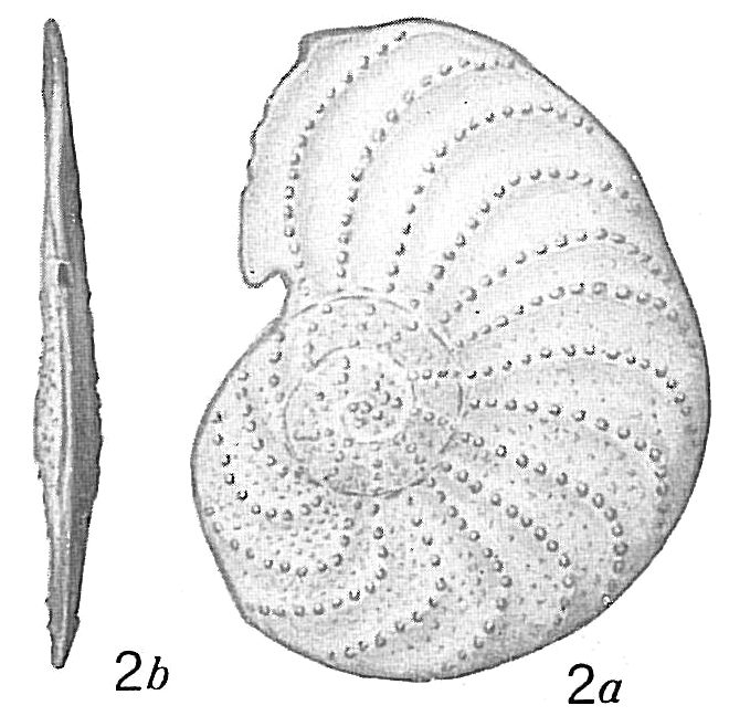 Operculina bartschi ornata