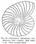 Operculina discoidalis involuta, author: Cedhagen, Tomas